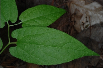 <i>Endodeca serpentaria</i> (L.) Raf.