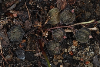<i>Endodeca serpentaria</i> (L.) Raf. var. hastata (Nutt.) C.F. Reed