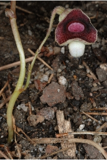<i>Aristolochia serpentaria</i> L. var. nashii (Kearney) H.E. Ahles