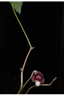 <i>Aristolochia serpentaria</i> L. var. hastata (Nutt.) Duch.