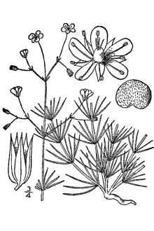 <i>Arenaria stricta</i> Michx. var. uliginosa (Schleich. ex Lam. & DC.) B. Boivin