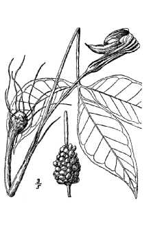 <i>Arisaema atrorubens</i> (Aiton) Blume var. stewardsonii (Britton) G.T. Stevens