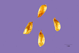 <i>Spiraea aruncus</i> L.