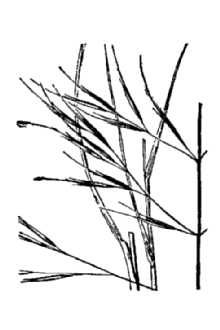Spidergrass