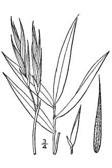 <i>Arundinaria gigantea</i> (Walter) Muhl. ssp. tecta (Walter) McClure