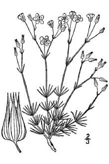 <i>Arenaria stricta</i> Michx. ssp. texana (B.L. Rob.) Maguire