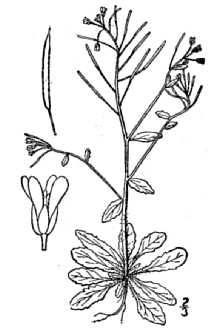 <i>Sisymbrium thalianum</i> (L.) J. Gay & Monn.