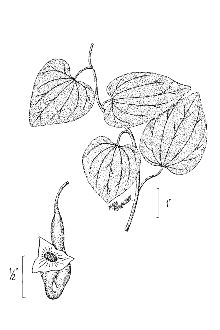 <i>Isotrema tomentosum</i> (Sims) H. Huber