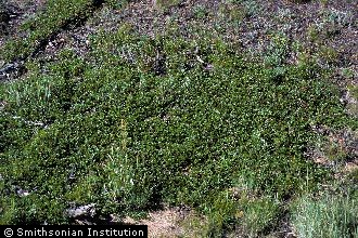 <i>Arctostaphylos uva-ursi</i> (L.) Spreng. ssp. monoensis J.B. Roof