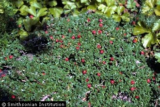 <i>Arctostaphylos uva-ursi</i> (L.) Spreng. ssp. longipilosa Packer & Denford
