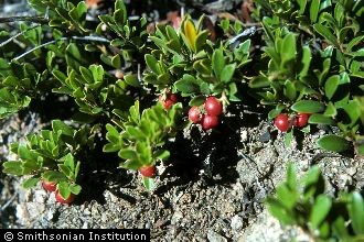 <i>Arctostaphylos uva-ursi</i> (L.) Spreng. ssp. coactilis (Fernald & J.F. Macbr.) Á. Löve & D.