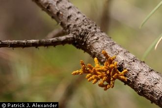 Pineland Dwarf Mistletoe