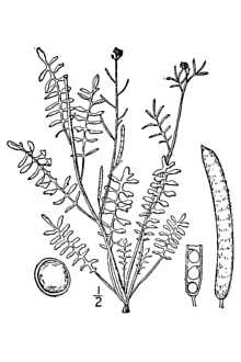 <i>Cardamine parviflora</i> L. ssp. virginica (L.) O.E. Schulz