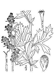 <i>Artemisia vulgaris</i> L. var. glabra Ledeb.