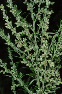 <i>Artemisia vulgaris</i> L. var. vulgaris