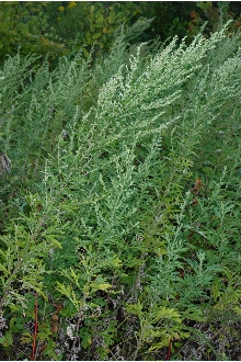 <i>Artemisia vulgaris</i> L. var. coarctata Forselles ex Besser