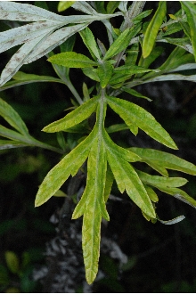 <i>Artemisia tilesii</i> Ledeb. var. aleutica (Hultén) S.L. Welsh