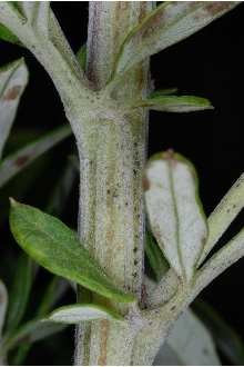 <i>Artemisia unalaskensis</i> Rydb. var. aleutica Hultén
