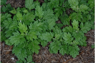 <i>Artemisia vulgaris</i> L. var. kamtschatica Besser