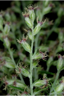 <i>Artemisia vulgaris</i> L. var. glabra Ledeb.