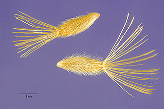 <i>Xylorhiza scopulorum</i> A. Nelson