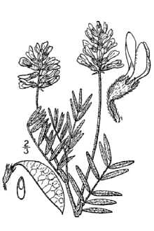 <i>Astragalus australis</i> (L.) Lam. var. major (A. Gray) Isely