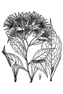 <i>Aster acuminatus</i> Michx. var. magdalenensis Fernald
