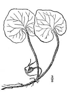 <i>Asarum rubrocinctum</i> Peattie