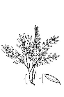 <i>Astragalus danicus</i> Retz. var. dasyglottis (Fisch. ex DC.) B. Boivin