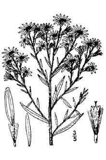 <i>Lasallea ×amethystina</i> (Nutt.) Semple & L. Brouillet
