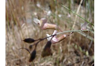 <i>Astragalus owyheensis</i> A. Nelson & J.F. Macbr.