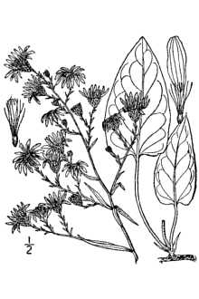 <i>Aster oolentangiensis</i> Riddell var. laevicaulis (Fernald) A.G. Jones