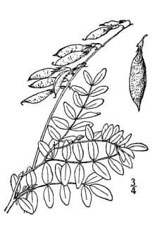<i>Astragalus collieri</i> (Rydb.) A.E. Porsild