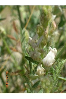<i>Astragalus lyallii</i> A. Gray var. caricinus M.E. Jones