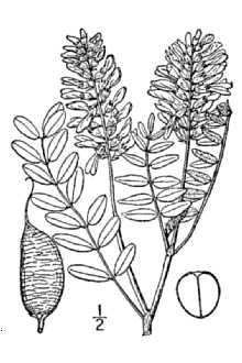 <i>Astragalus canadensis</i> L. var. longilobus Fassett