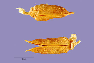 <i>Astragalus canadensis</i> L. var. longilobus Fassett
