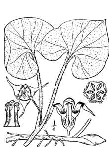 <i>Asarum canadense</i> L. var. acuminatum Ashe