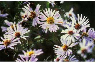 Pacific Aster