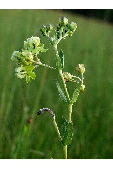Largeflower Milkweed