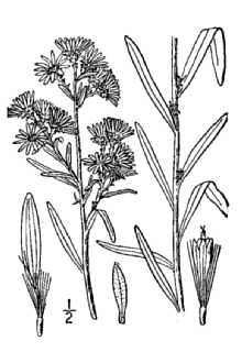 <i>Aster falcatus</i> Lindl. ssp. commutatus (Torr. & A. Gray) A.G. Jones
