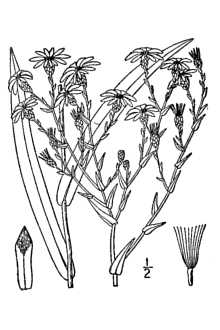 <i>Aster concinnus</i> Willd.