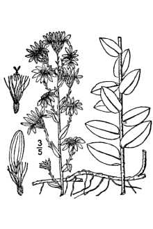 <i>Aster concolor</i> L. var. simulatus (Small) R.W. Long