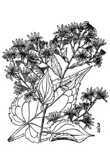 <i>Aster cordifolius</i> L. var. sagittifolius (Wedemeyer ex Willd.) A.G. Jones