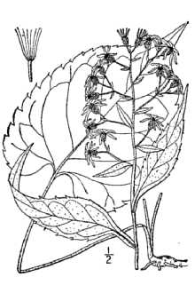 <i>Eurybia glomerata</i> Bernh. ex Nees