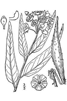 <i>Asclepias capricornu</i> Woodson ssp. occidentalis Woodson