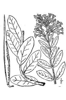 <i>Asclepias capricornu</i> Woodson ssp. occidentalis Woodson
