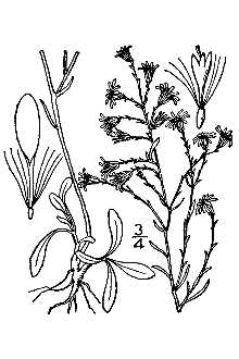 <i>Aster ericoides</i> sensu Aiton var. pusillus A. Gray