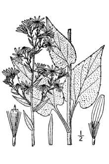 <i>Aster sagittifolius</i> Wedemeyer ex Willd. var. drummondii (Lindl.) Shinners