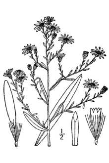 <i>Aster dumosus</i> L. var. coridifolius (Michx.) Torr. & A. Gray
