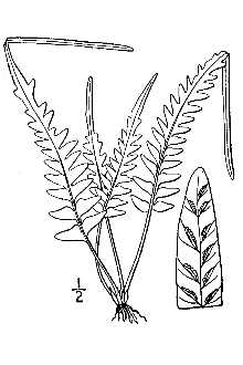 <i>×Asplenosorus ebenoides</i> (R.R. Scott) Wherry